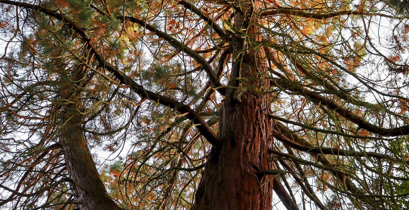 Wat is Red Cedar hout nu eigenlijk precies?